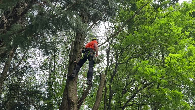 How Our Tree Care Process Works  in Country Club Hills, IL